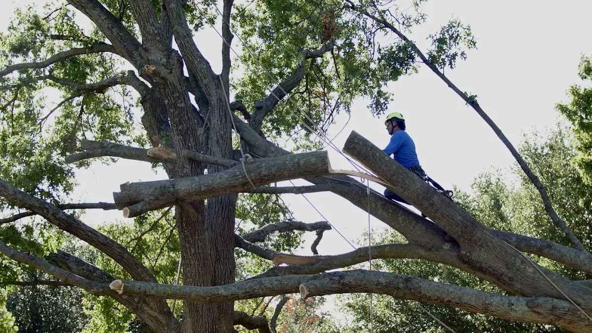 Professional Crown Thinning performed by certified arborists in Clarkson